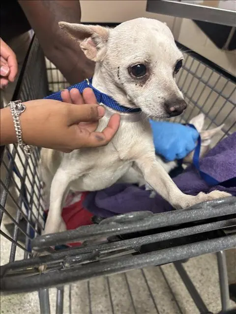 Adoptable Dog