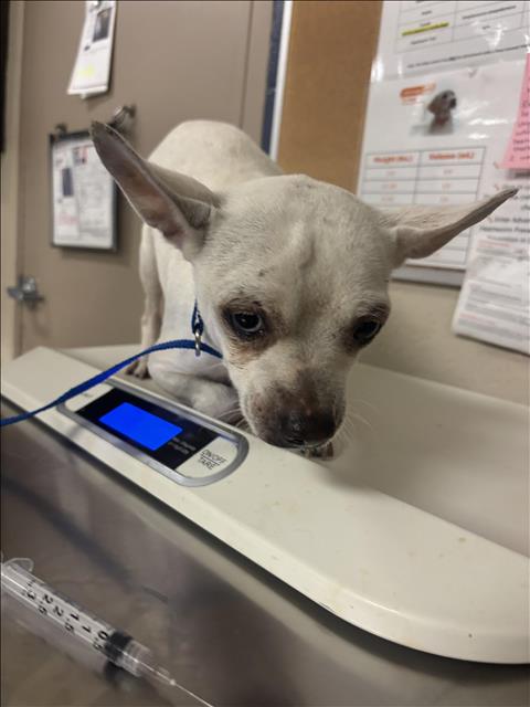 Adoptable Dog