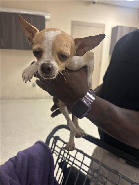 Adoptable Dog