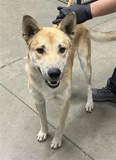 Adoptable Dog