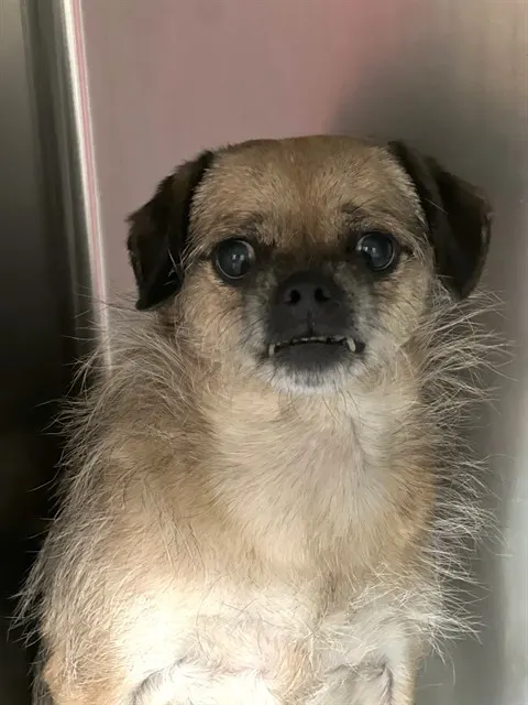 Benji