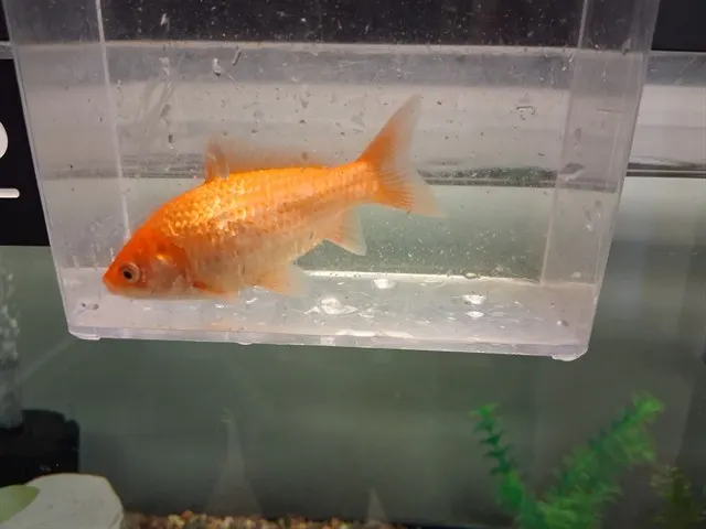 Two Fish