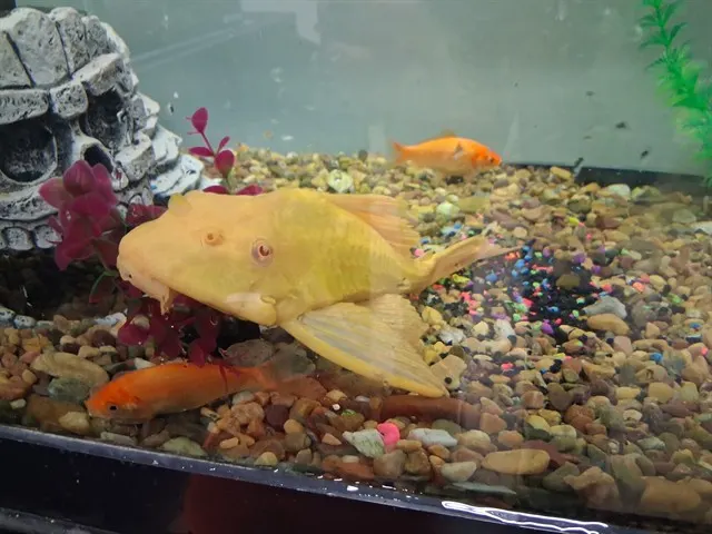 Shark