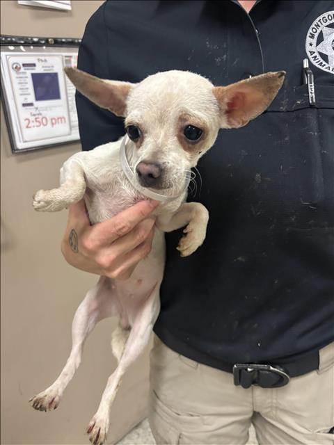 Adoptable Dog