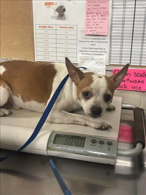 Adoptable Dog
