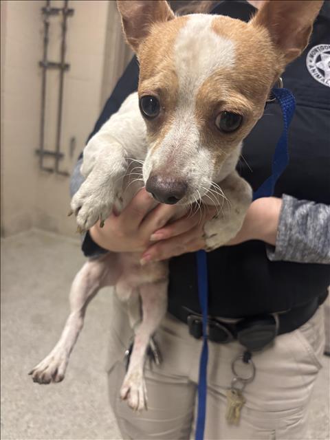 Adoptable Dog