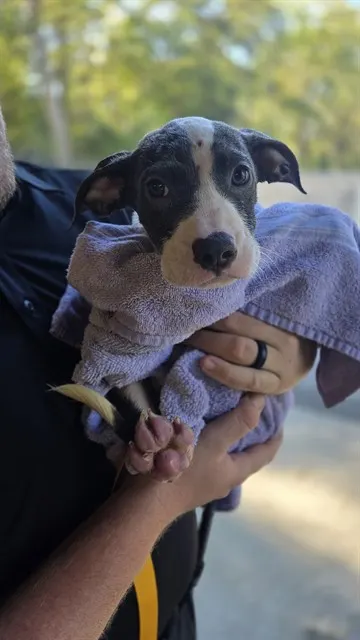 Theodore