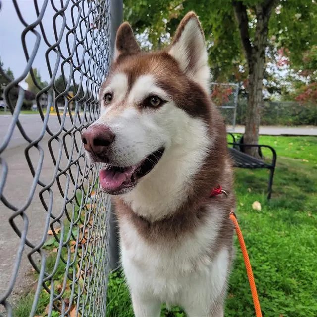 Denali