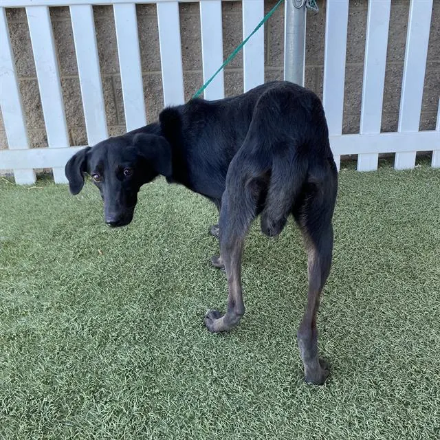 Adoptable Dog