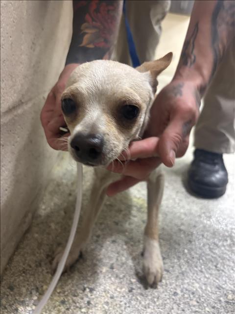 Adoptable Dog