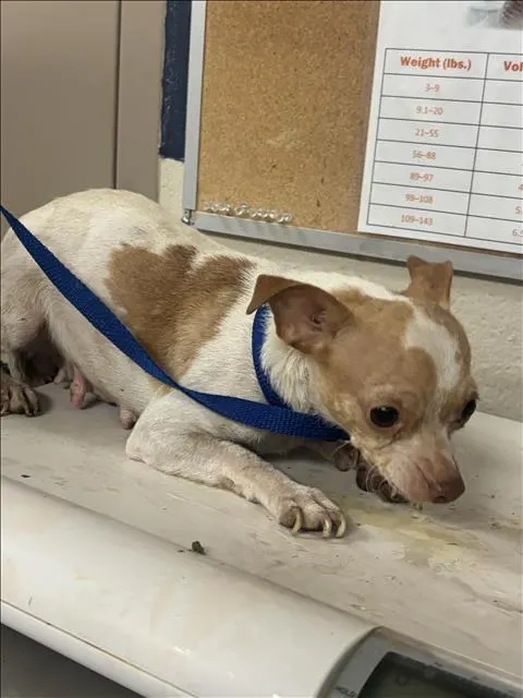 Adoptable Dog