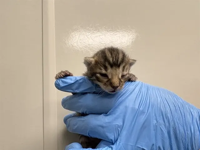 Adoption Pending