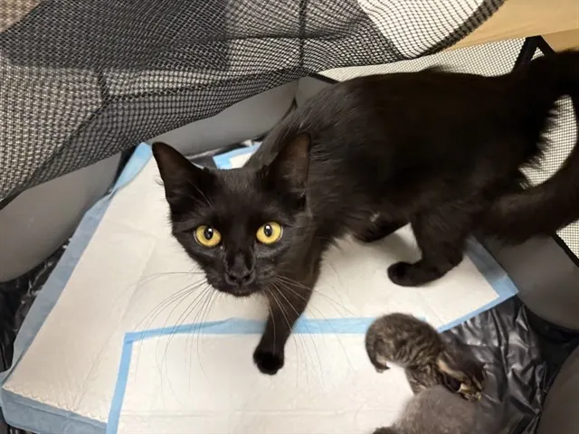 Emerald - Adoption Pending
