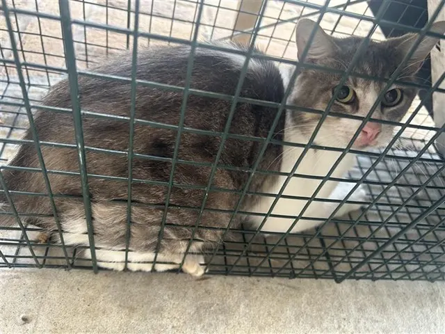 Adoptable Cat