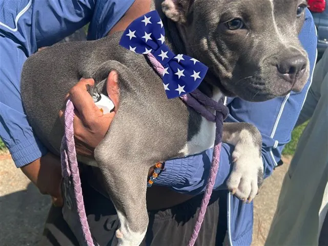 Adoptable Dog