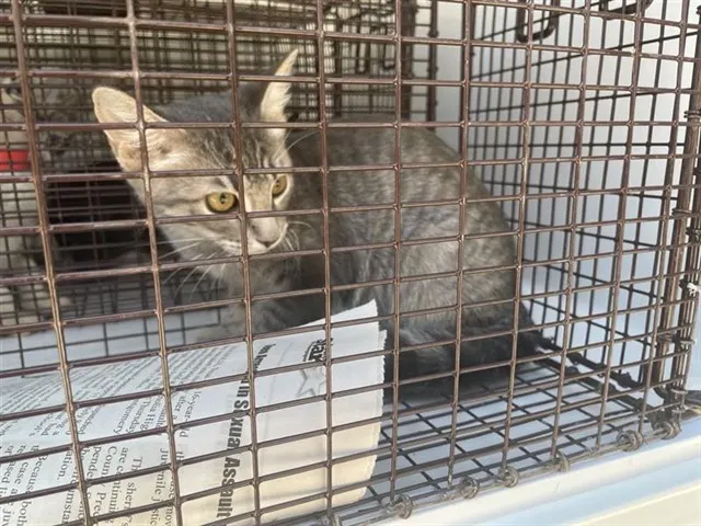 Adoptable Cat