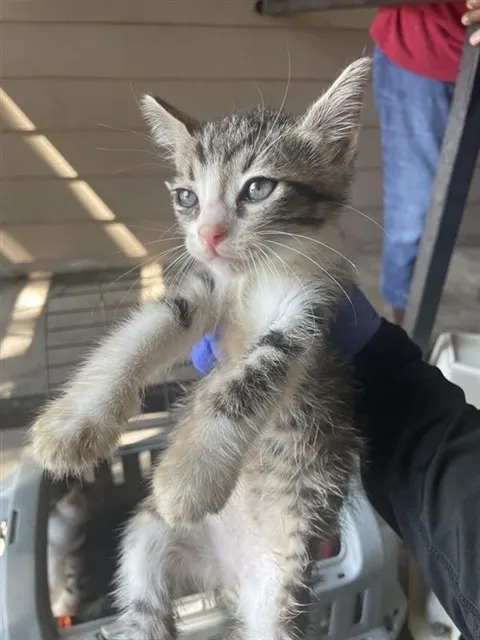 Adoptable Cat