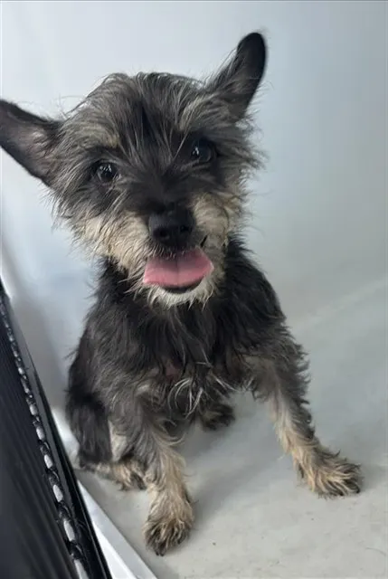 Adoptable Dog