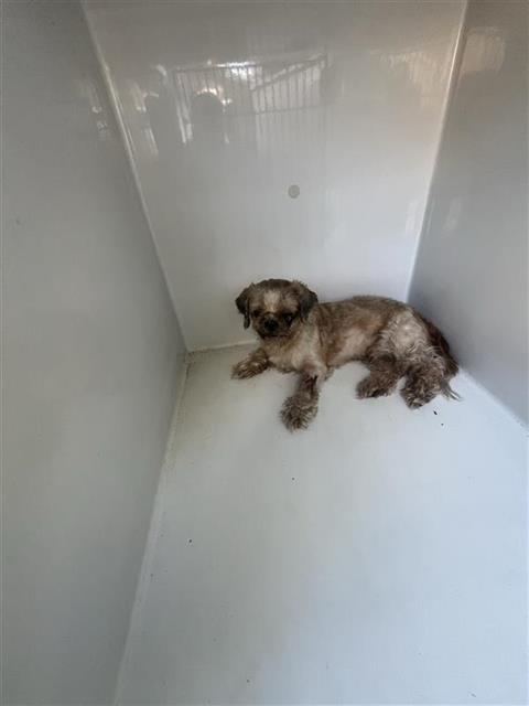 Adoptable Dog