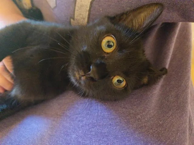 Kuro