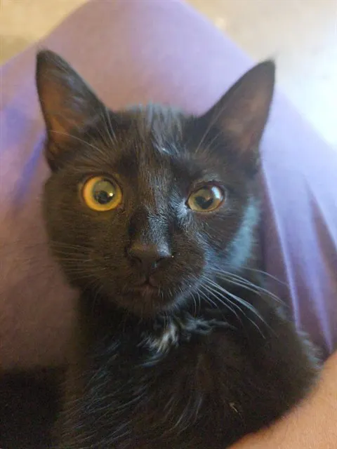Kala