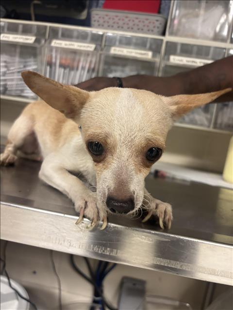Adoptable Dog