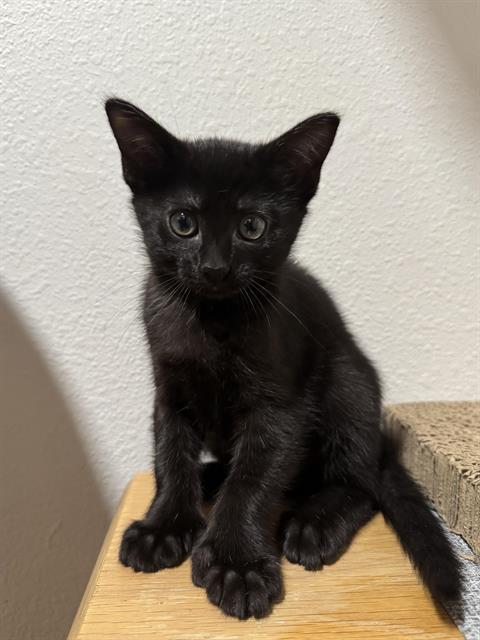 Levi