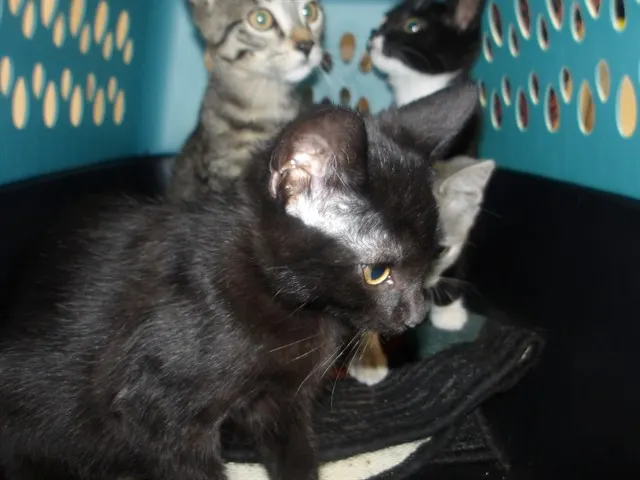 Adoptable Cat
