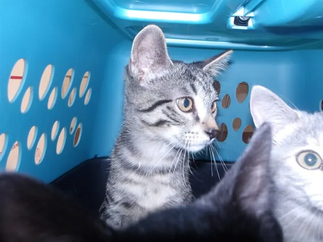 Adoptable Cat