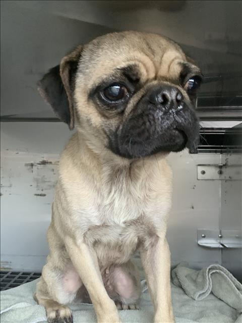 Adoptable Dog