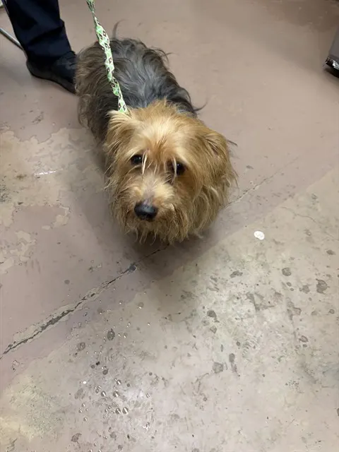 Adoptable Dog