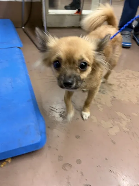 Adoptable Dog
