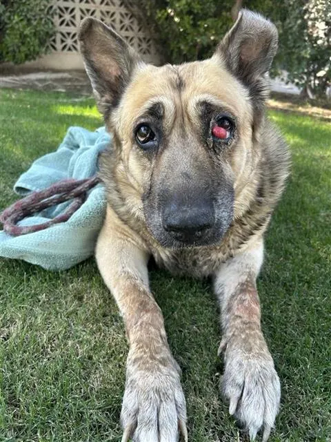 Adoptable Dog