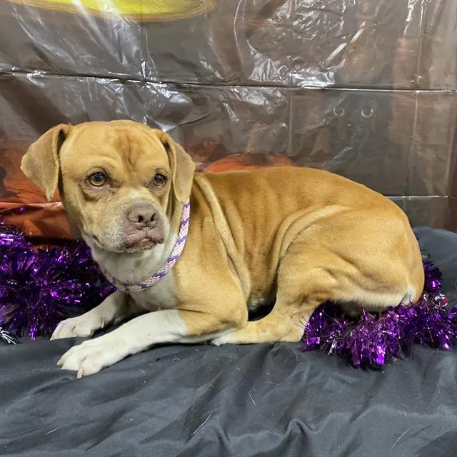 Adoptable Dog