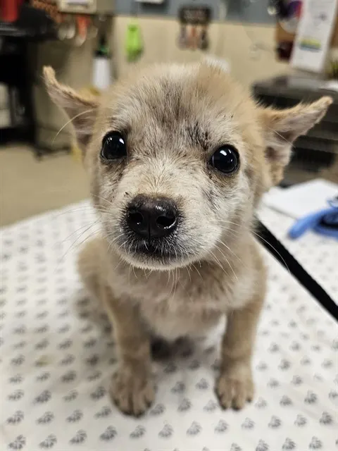 Pixie