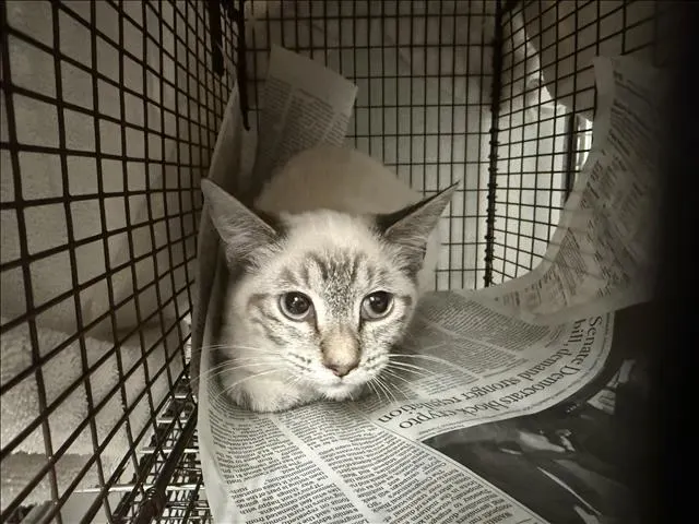 Zephyr