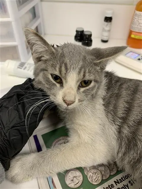 Adoptable Cat