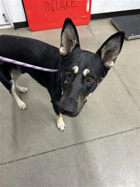 Adoptable Dog