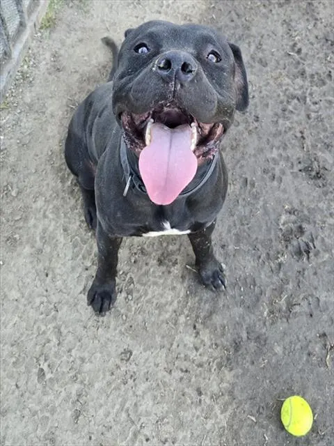 Tap Tap