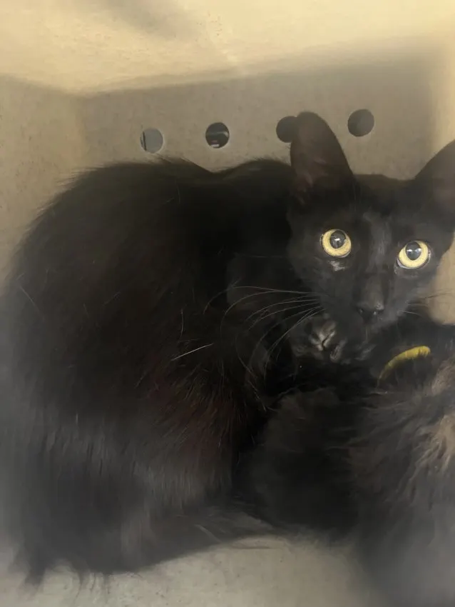 Adoptable Cat