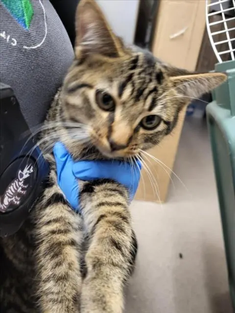 Adoptable Cat