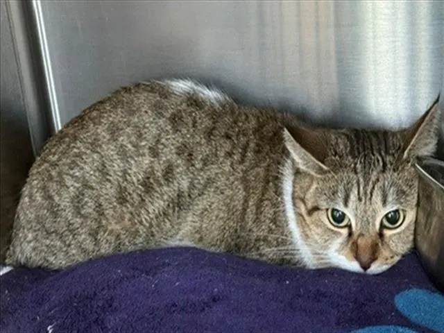 Adoptable Cat