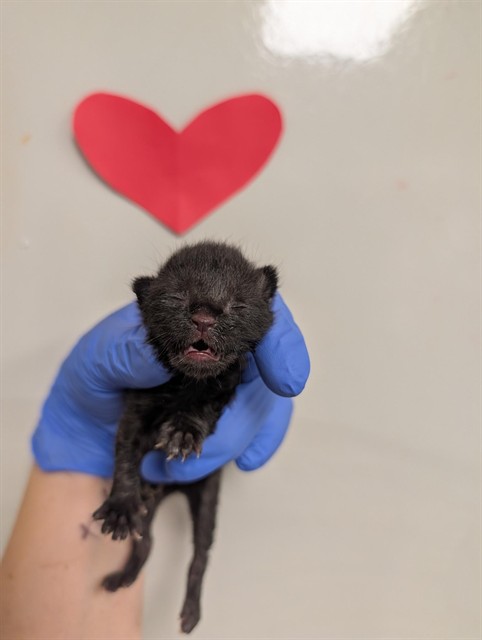 Adoptable Cat