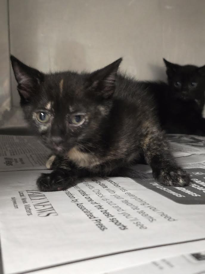 Adoptable Cat