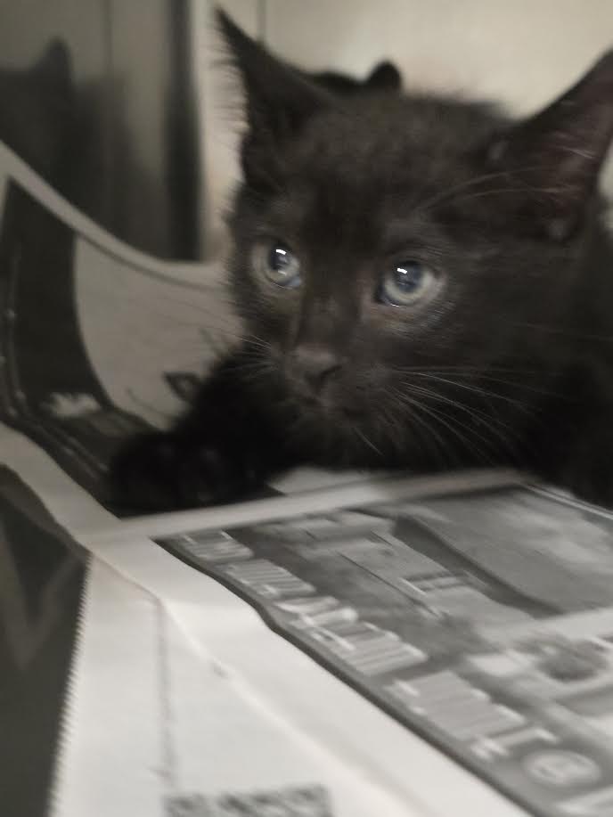 Adoptable Cat