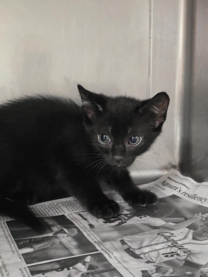 Adoptable Cat