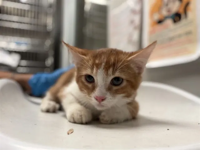 Dorito