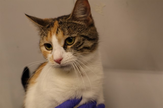 Adoptable Cat