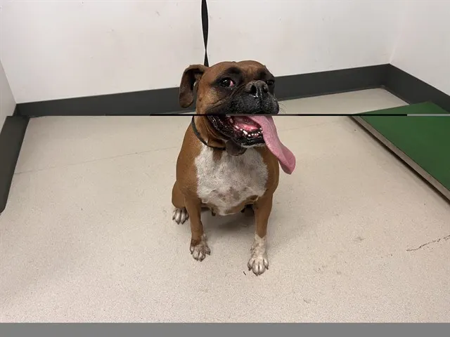 Adoptable Dog