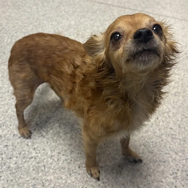 Adoptable Dog
